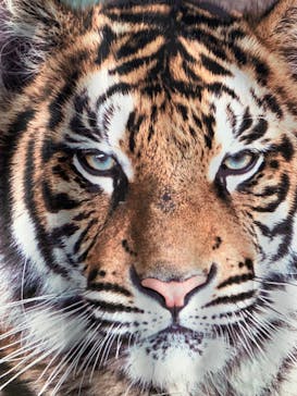 しろとり動物園に投稿された画像（2022/2/20）