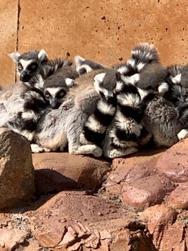 しろとり動物園に投稿された画像（2022/2/20）