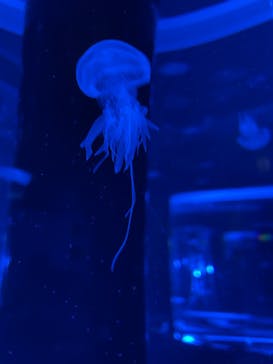 マクセル アクアパーク品川に投稿された画像（2022/2/20）