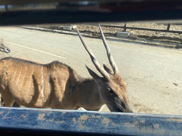 群馬サファリパークに投稿された画像（2022/2/20）