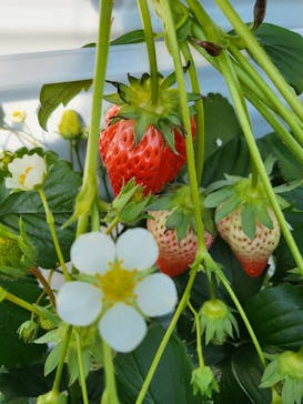 井上寅雄農園に投稿された画像（2022/1/29）