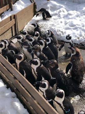 那須どうぶつ王国に投稿された画像（2022/2/20）