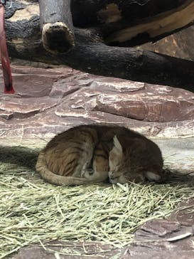 那須どうぶつ王国に投稿された画像（2022/2/20）