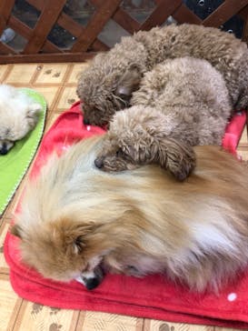 那須どうぶつ王国に投稿された画像（2022/2/20）