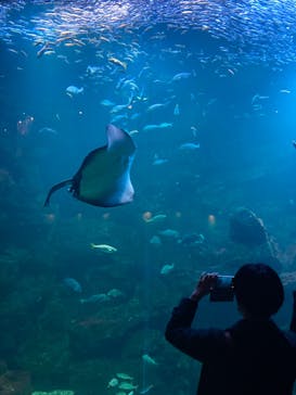 京都水族館に投稿された画像（2022/2/20）