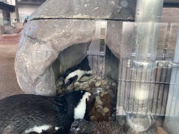 京都水族館に投稿された画像（2022/2/20）