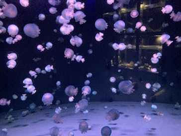 京都水族館に投稿された画像（2022/2/20）