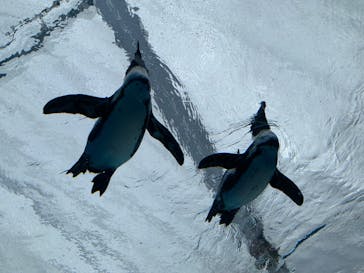 サンシャイン水族館に投稿された画像（2022/2/20）