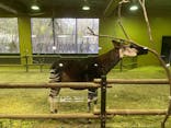 よこはま動物園ズーラシアに投稿された画像（2022/2/20）