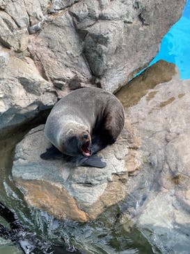 京都鉄道博物館×京都水族館に投稿された画像（2022/2/20）