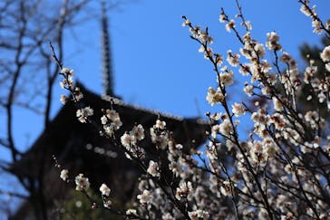 三溪園に投稿された画像（2022/2/21）