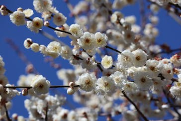 三溪園に投稿された画像（2022/2/21）