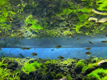 カワスイ 川崎⽔族館に投稿された画像（2022/2/21）