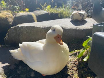箱根湯本温泉 天成園に投稿された画像（2022/2/21）