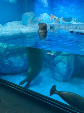 鴨川シーワールドに投稿された画像（2022/2/22）