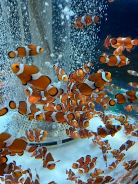 鴨川シーワールドに投稿された画像（2022/2/22）