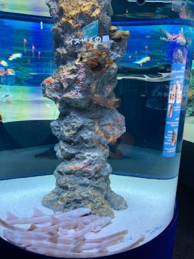 鴨川シーワールドに投稿された画像（2022/2/22）