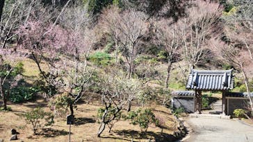 三溪園に投稿された画像（2022/2/22）