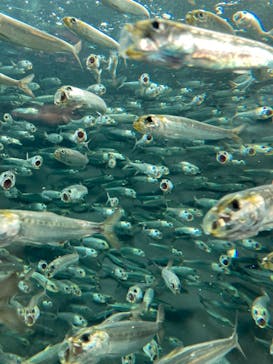 サンシャイン水族館に投稿された画像（2022/2/22）