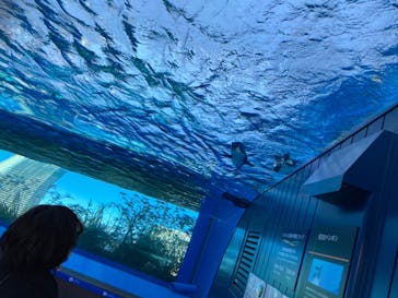 サンシャイン水族館に投稿された画像（2022/2/22）