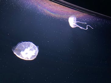 サンシャイン水族館に投稿された画像（2022/2/22）