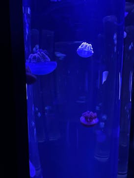 サンシャイン水族館に投稿された画像（2022/2/22）