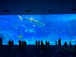 沖縄美ら海水族館に投稿された画像（2022/2/22）