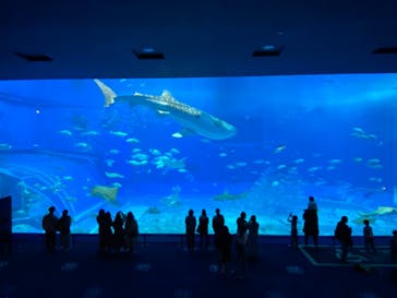 沖縄美ら海水族館に投稿された画像（2022/2/22）