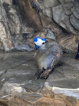 しながわ水族館に投稿された画像（2022/2/22）