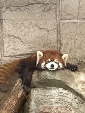 天王寺動物園に投稿された画像（2022/2/22）