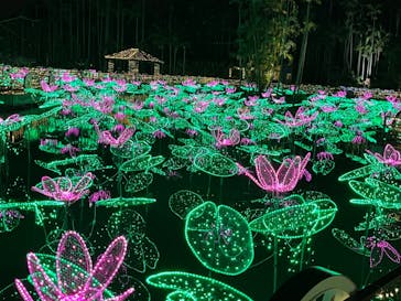 美らヤシパークオキナワ・東南植物楽園に投稿された画像（2022/2/22）