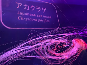 すみだ水族館に投稿された画像（2022/2/22）