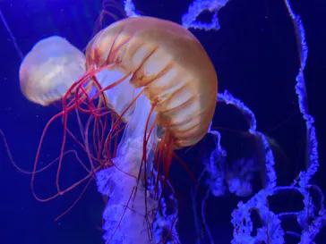 すみだ水族館に投稿された画像（2022/2/22）