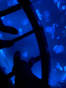 すみだ水族館に投稿された画像（2022/2/22）