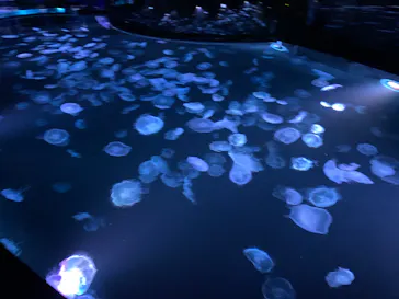 すみだ水族館に投稿された画像（2022/2/22）