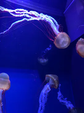 すみだ水族館に投稿された画像（2022/2/22）