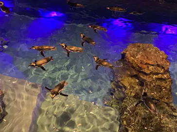 すみだ水族館に投稿された画像（2022/2/22）