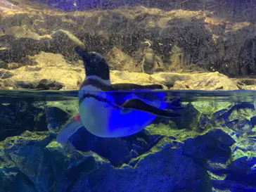 すみだ水族館に投稿された画像（2022/2/22）