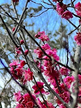 三溪園に投稿された画像（2022/2/23）