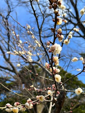 三溪園に投稿された画像（2022/2/23）