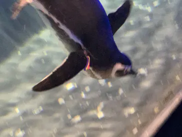 すみだ水族館に投稿された画像（2022/2/23）