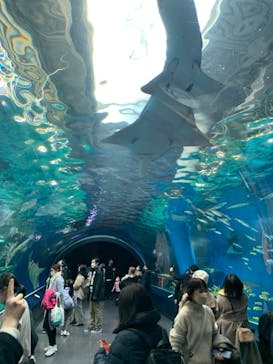 マクセル アクアパーク品川に投稿された画像（2022/2/23）