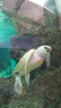 鴨川シーワールドに投稿された画像（2022/2/23）