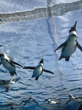 サンシャイン水族館に投稿された画像（2022/2/23）