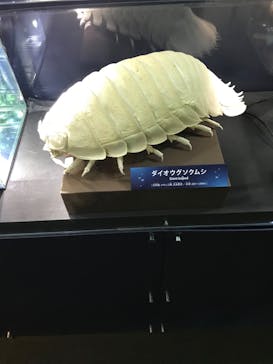 サンシャイン水族館に投稿された画像（2022/2/23）