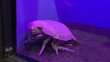 アクアワールド茨城県大洗水族館に投稿された画像（2022/2/23）