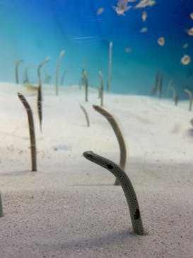 アクアワールド茨城県大洗水族館に投稿された画像（2022/2/23）