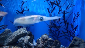 名古屋港水族館に投稿された画像（2022/2/23）