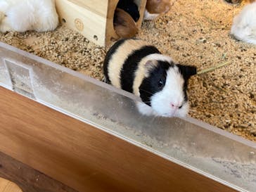 Moff animal cafe 小田原ダイナシティ店に投稿された画像（2022/2/23）