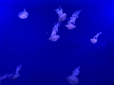 新江ノ島水族館に投稿された画像（2022/2/23）